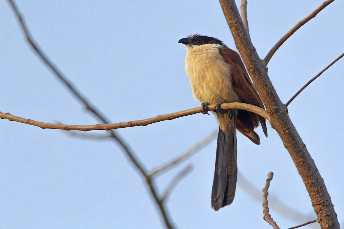 Senegal Coucal - Michael Dvorak