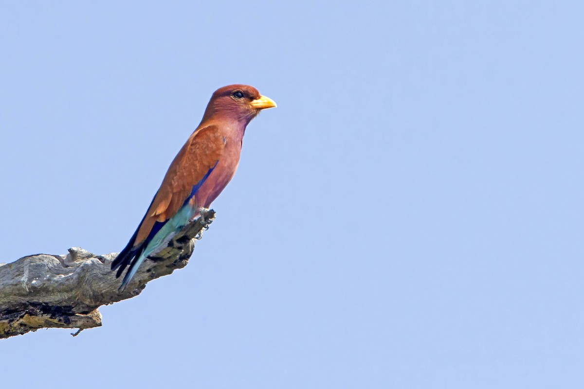 Broad-billed Roller - ML610389805