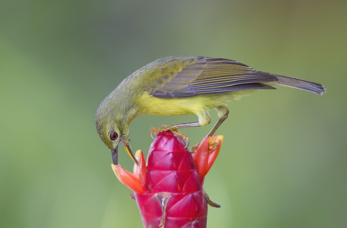 Brown-throated Sunbird - ML610389840