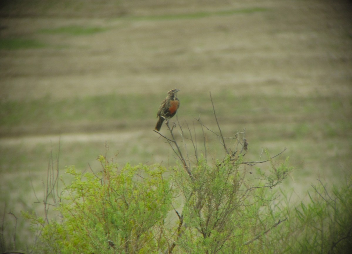 Long-tailed Meadowlark - ML610389871