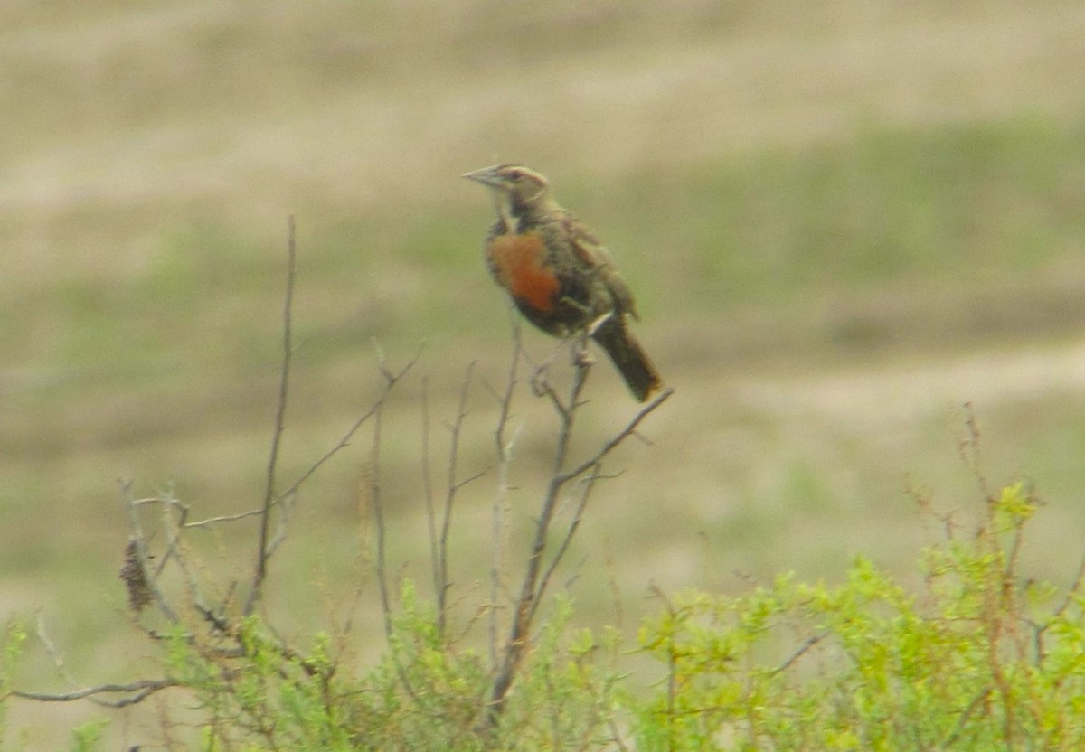 Long-tailed Meadowlark - ML610389877