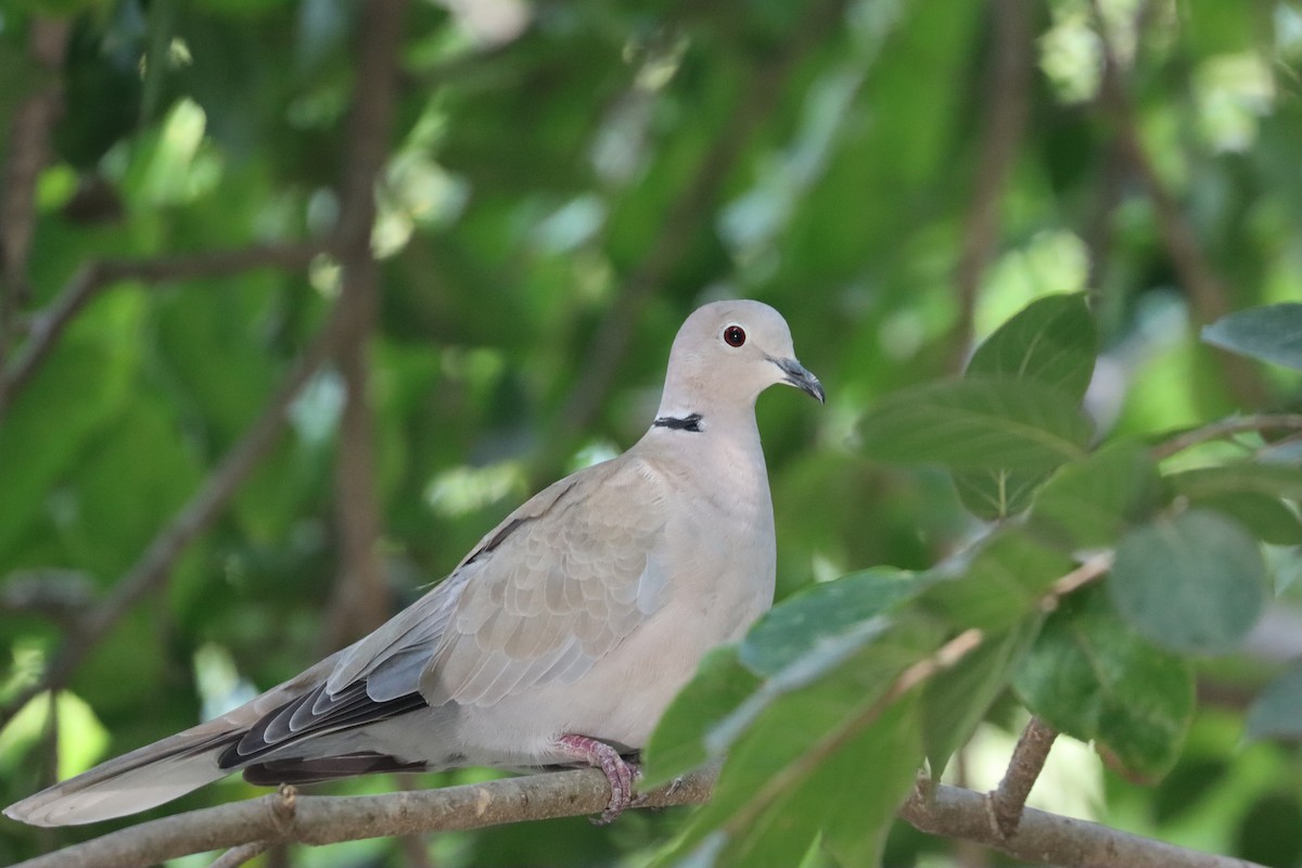 Eurasian Collared-Dove - Sonali Shankar