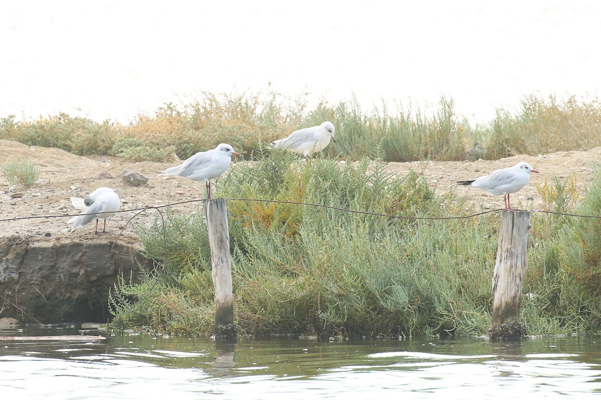 Gaviota Cabecinegra - ML610389956