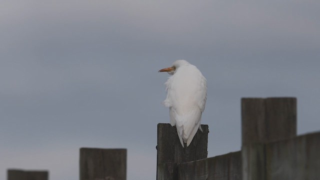 Western Cattle-Egret - ML610389989