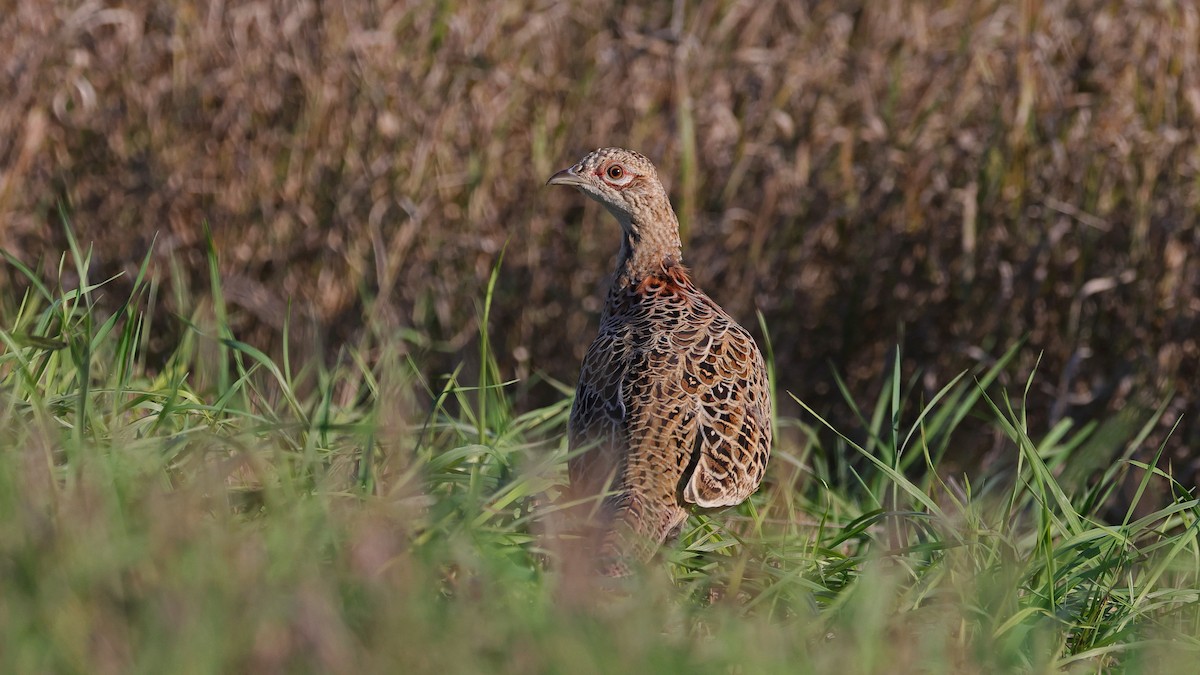 Ring-necked Pheasant - ML610390024