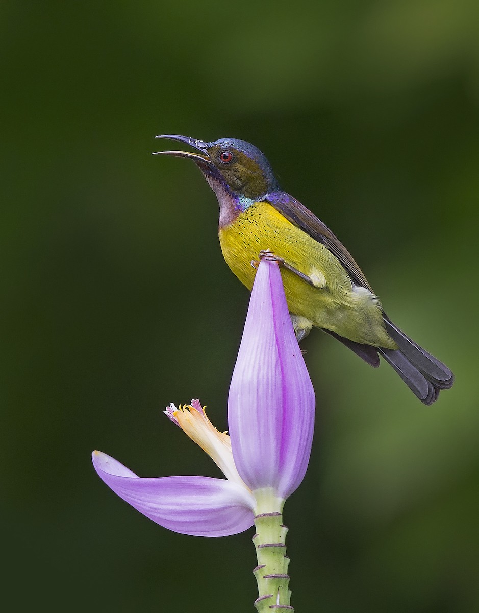 Brown-throated Sunbird - ML610390036