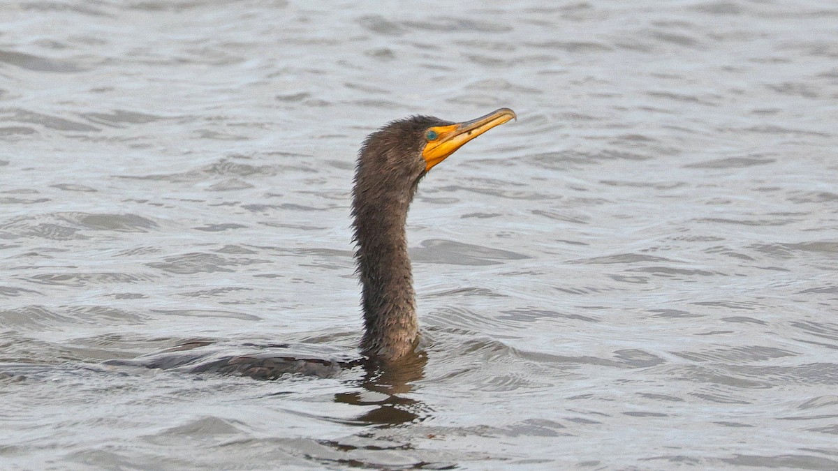 Double-crested Cormorant - ML610390059