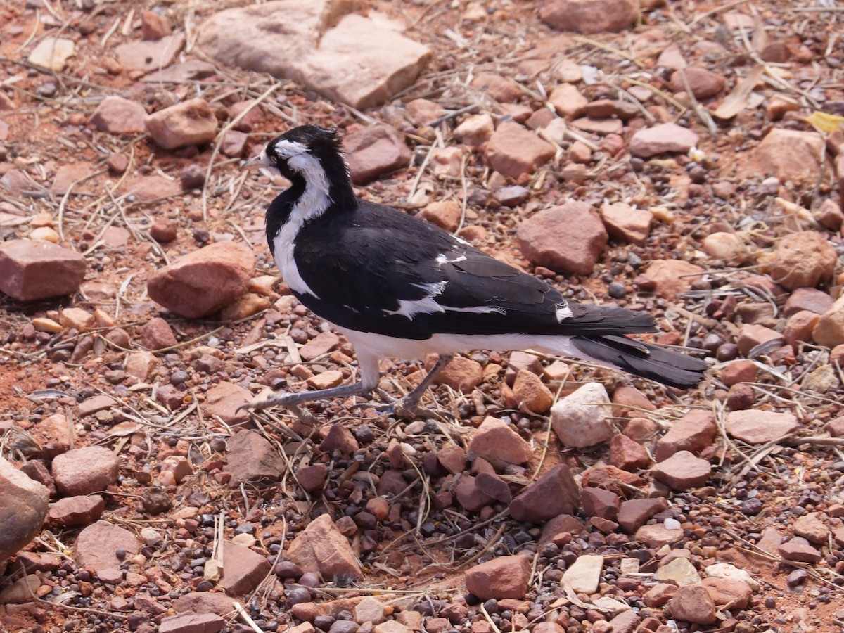 Magpie-lark - Frank Coman