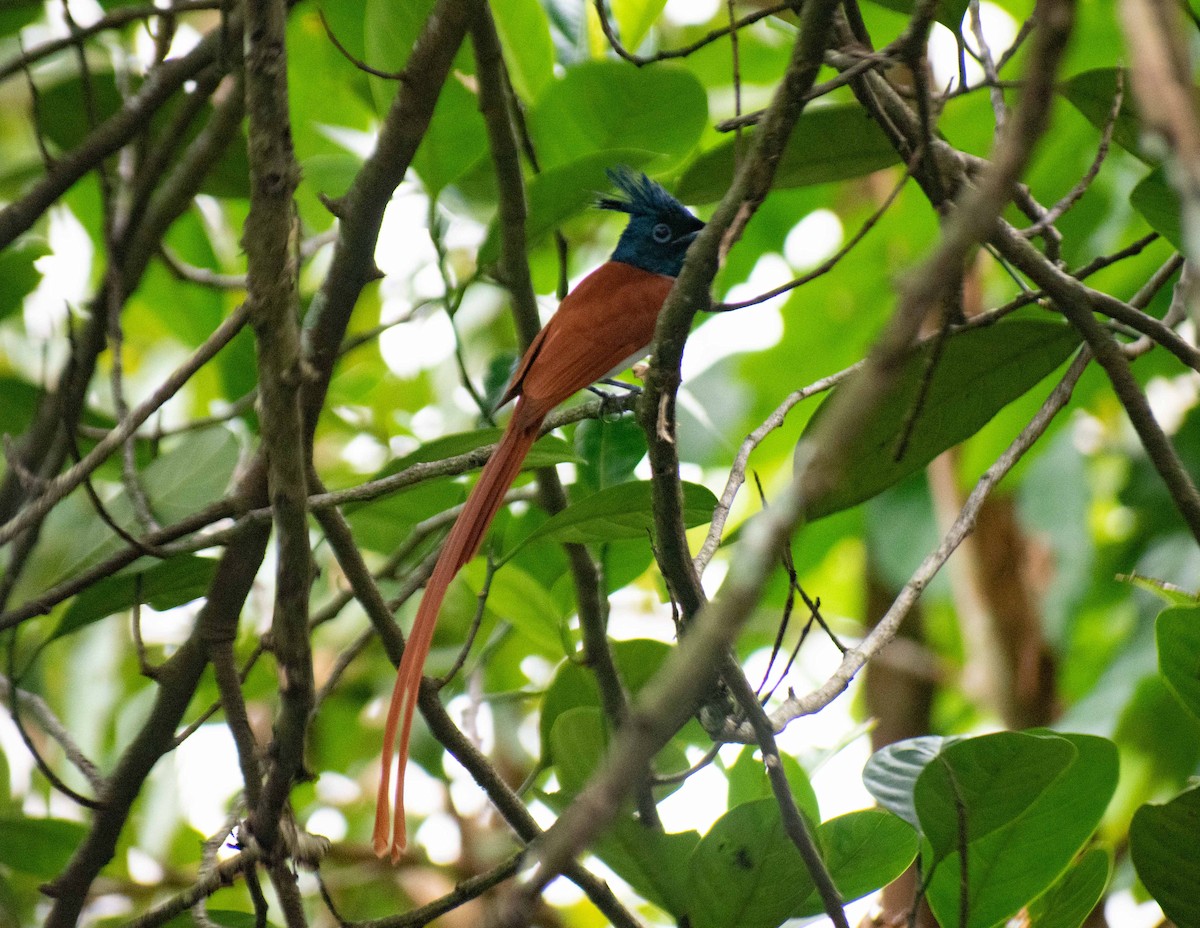 Indian Paradise-Flycatcher - ML610390118