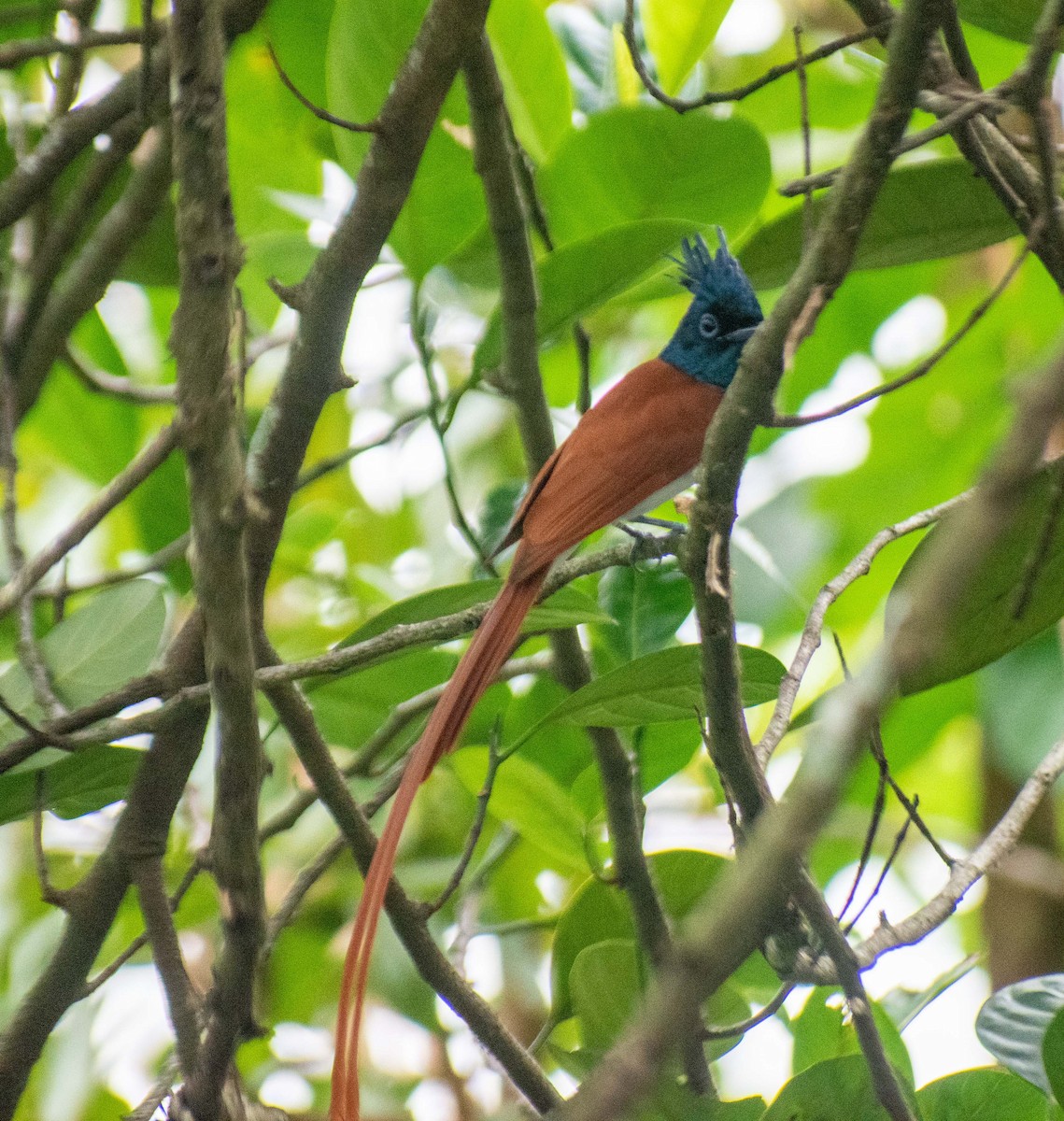 Indian Paradise-Flycatcher - ML610390119