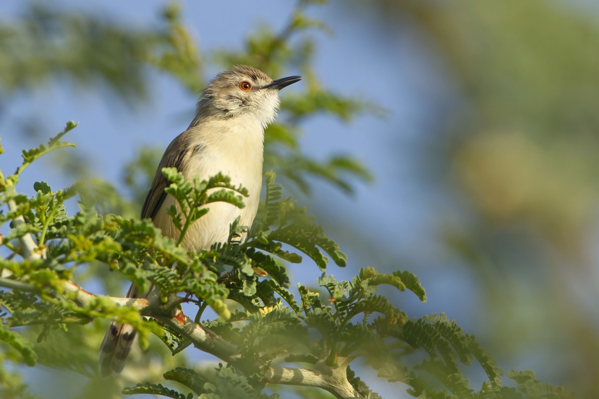 Tawny-flanked Prinia - Michael Dvorak