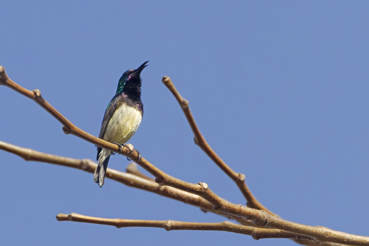 Variable Sunbird - Michael Dvorak