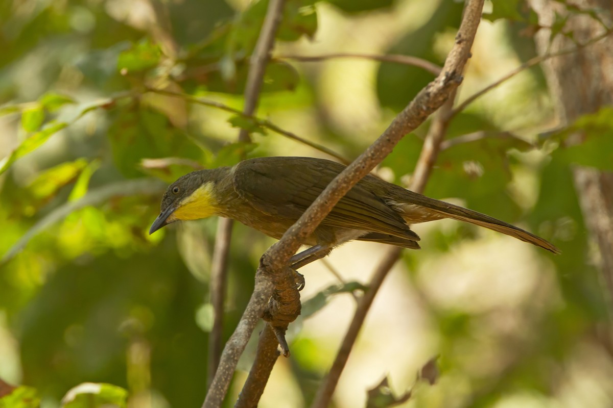 Yellow-throated Greenbul - ML610390190