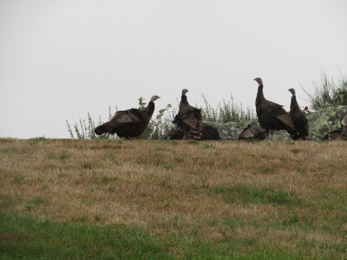 Wild Turkey - Charles Avenengo