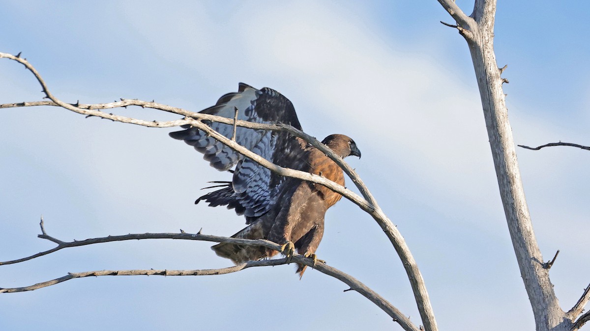 Red-tailed Hawk (Harlan's) - Curtis McCamy