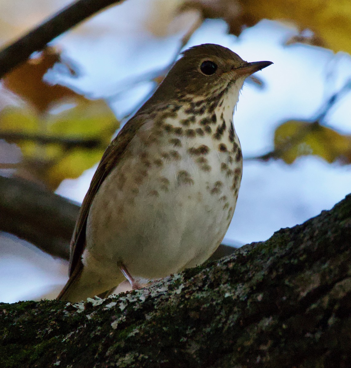 Hermit Thrush - ML610390298