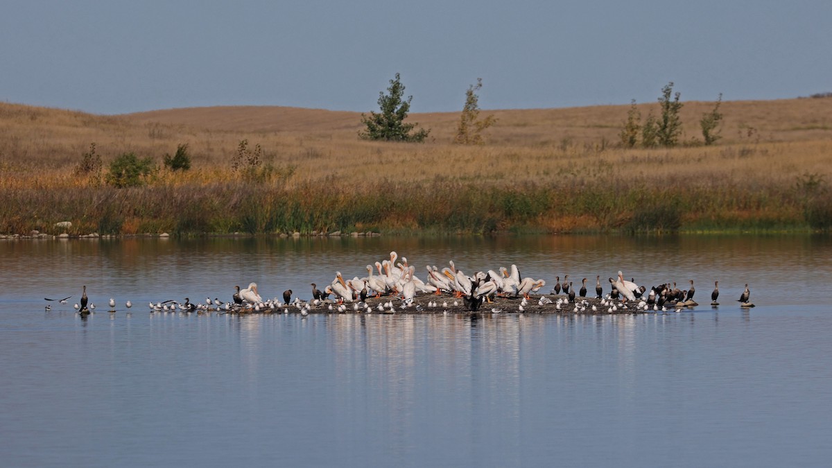 American White Pelican - Curtis McCamy