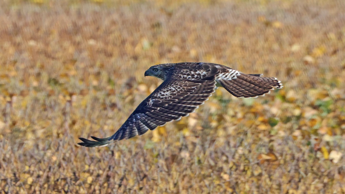 Red-tailed Hawk - ML610390311