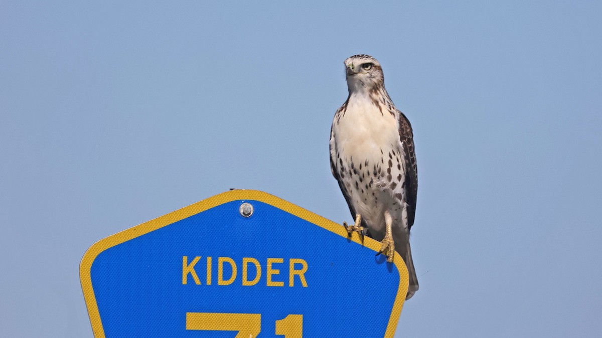 Red-tailed Hawk - ML610390317