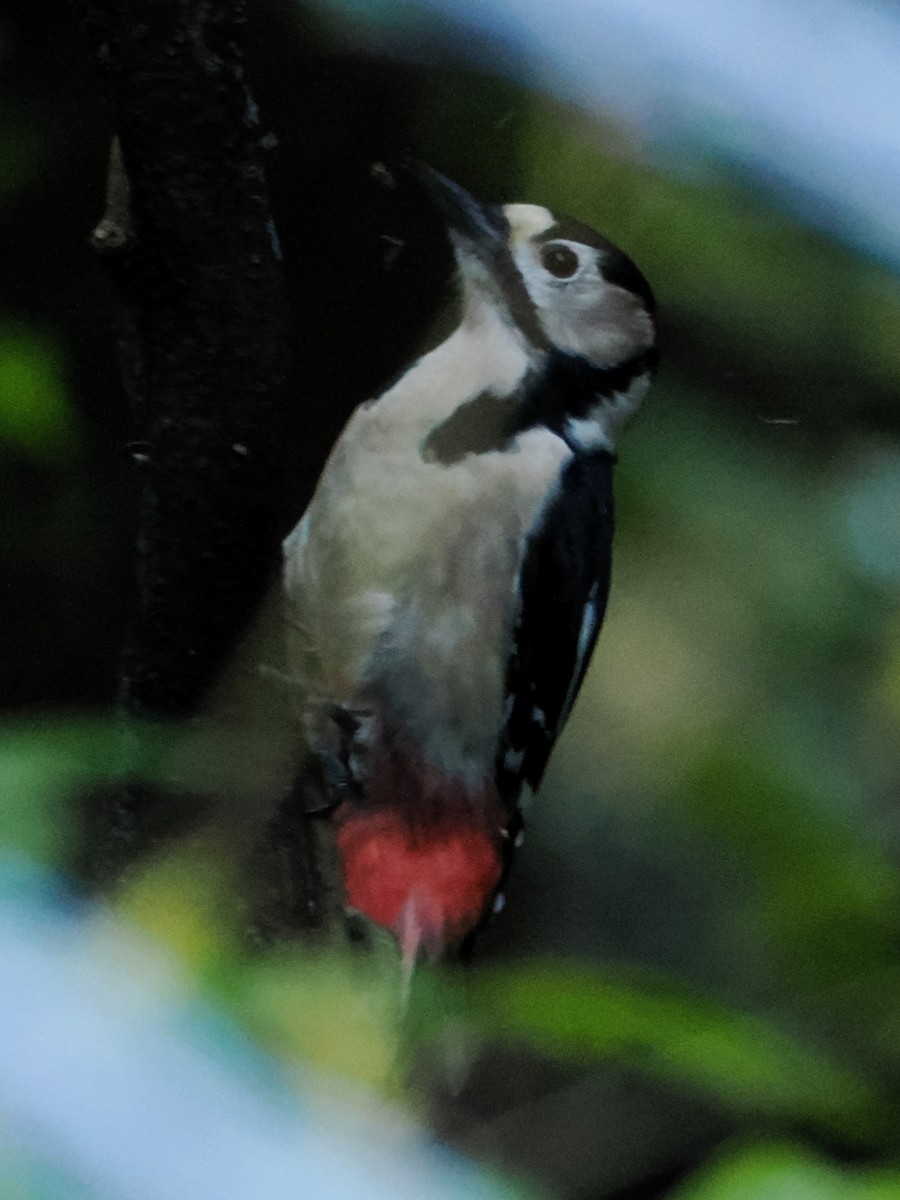 Great Spotted Woodpecker - ML610390326