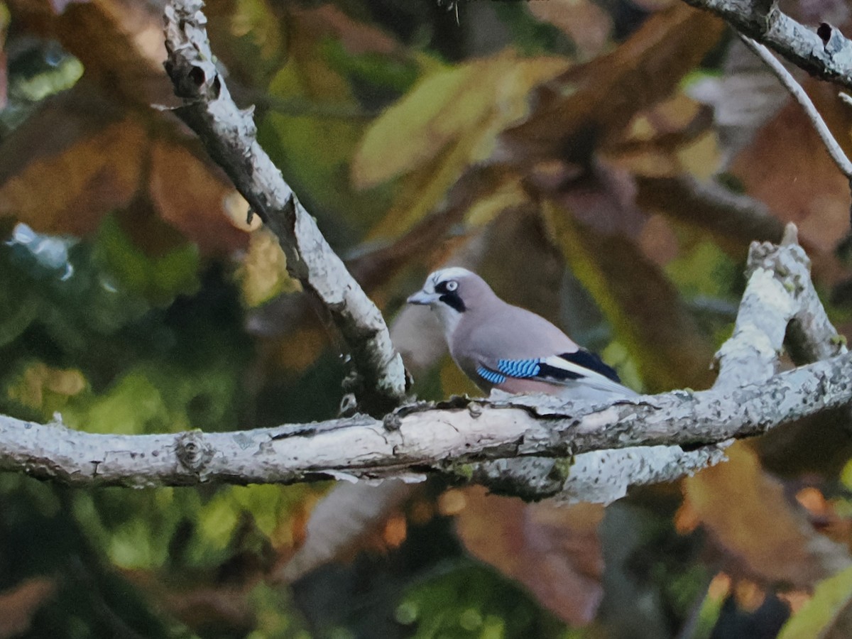 Eurasian Jay - ML610390327