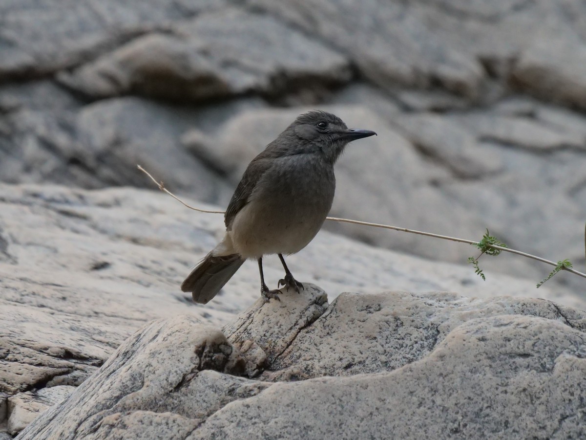 Gray Shrikethrush - ML610390329