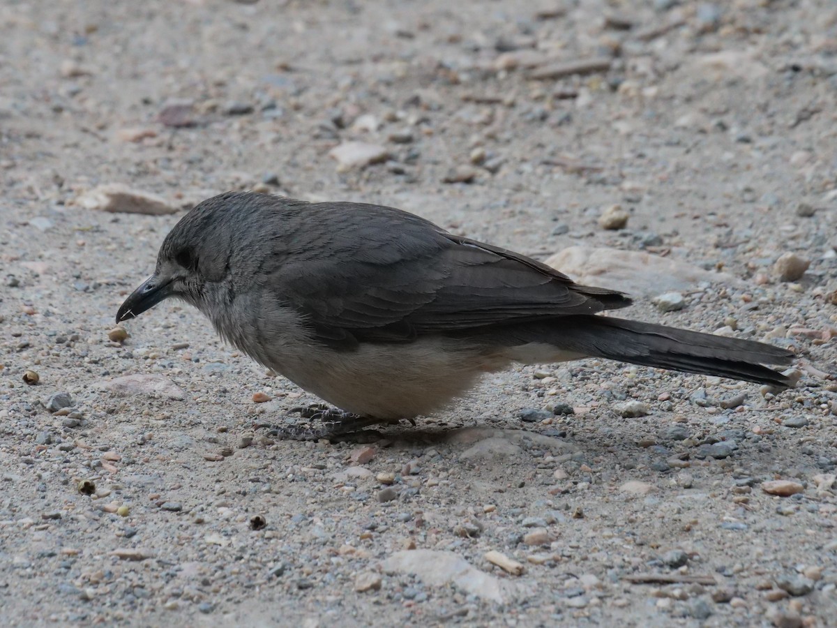 Gray Shrikethrush - Frank Coman