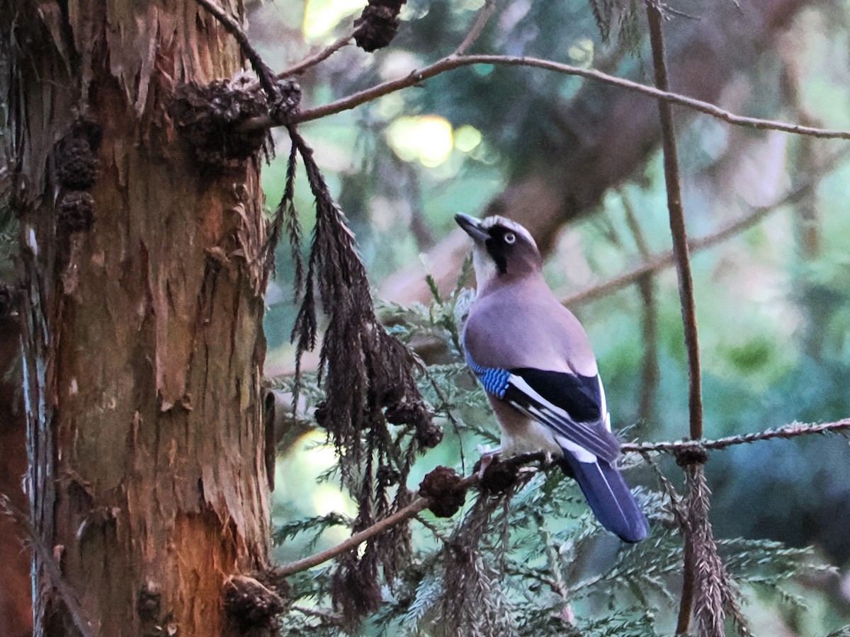 Eurasian Jay - ML610390342