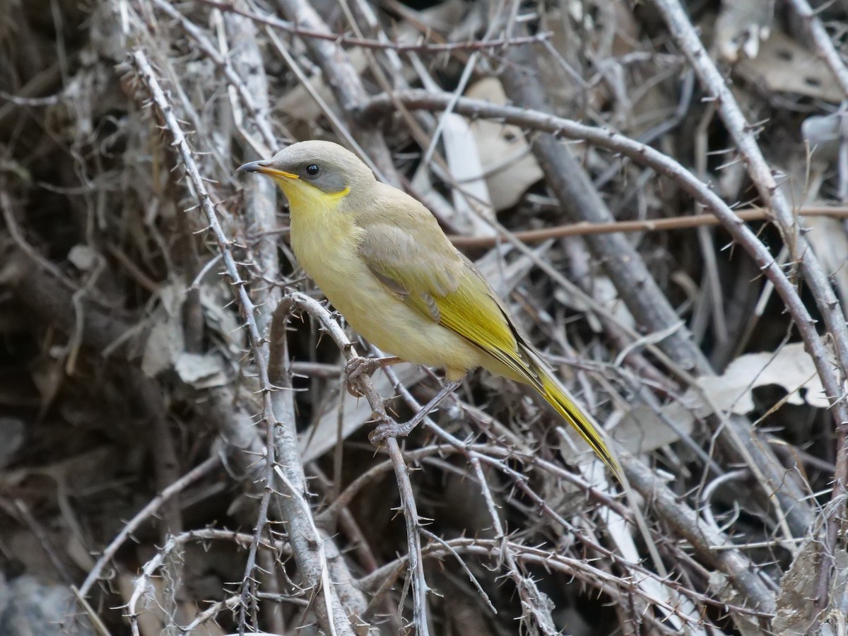 Gray-headed Honeyeater - ML610390363