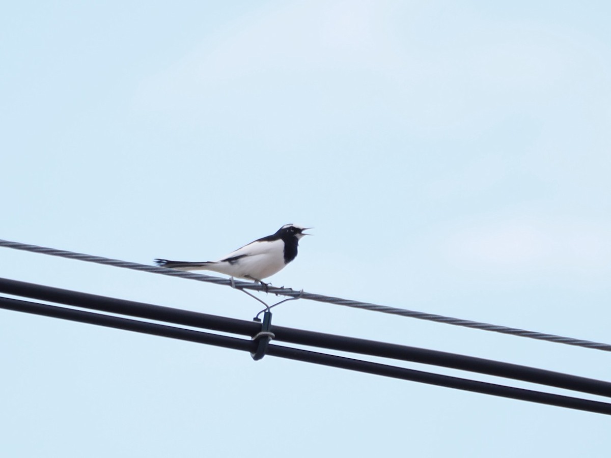 Japanese Wagtail - ML610390407