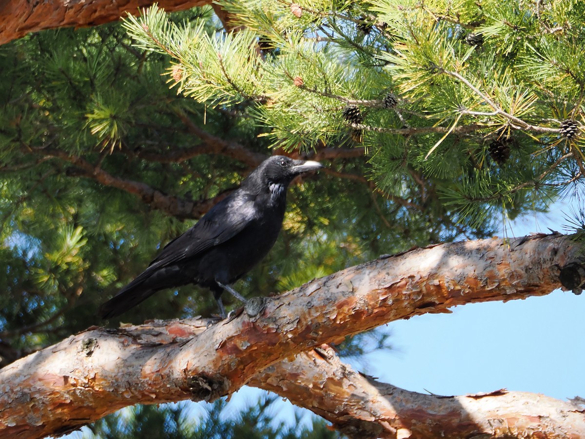 Carrion Crow - ML610390410