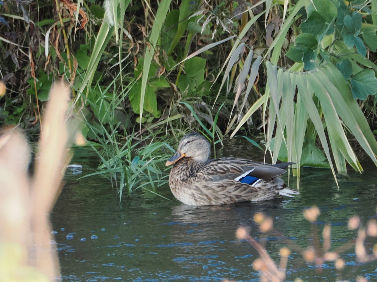 Mallard - ML610390440