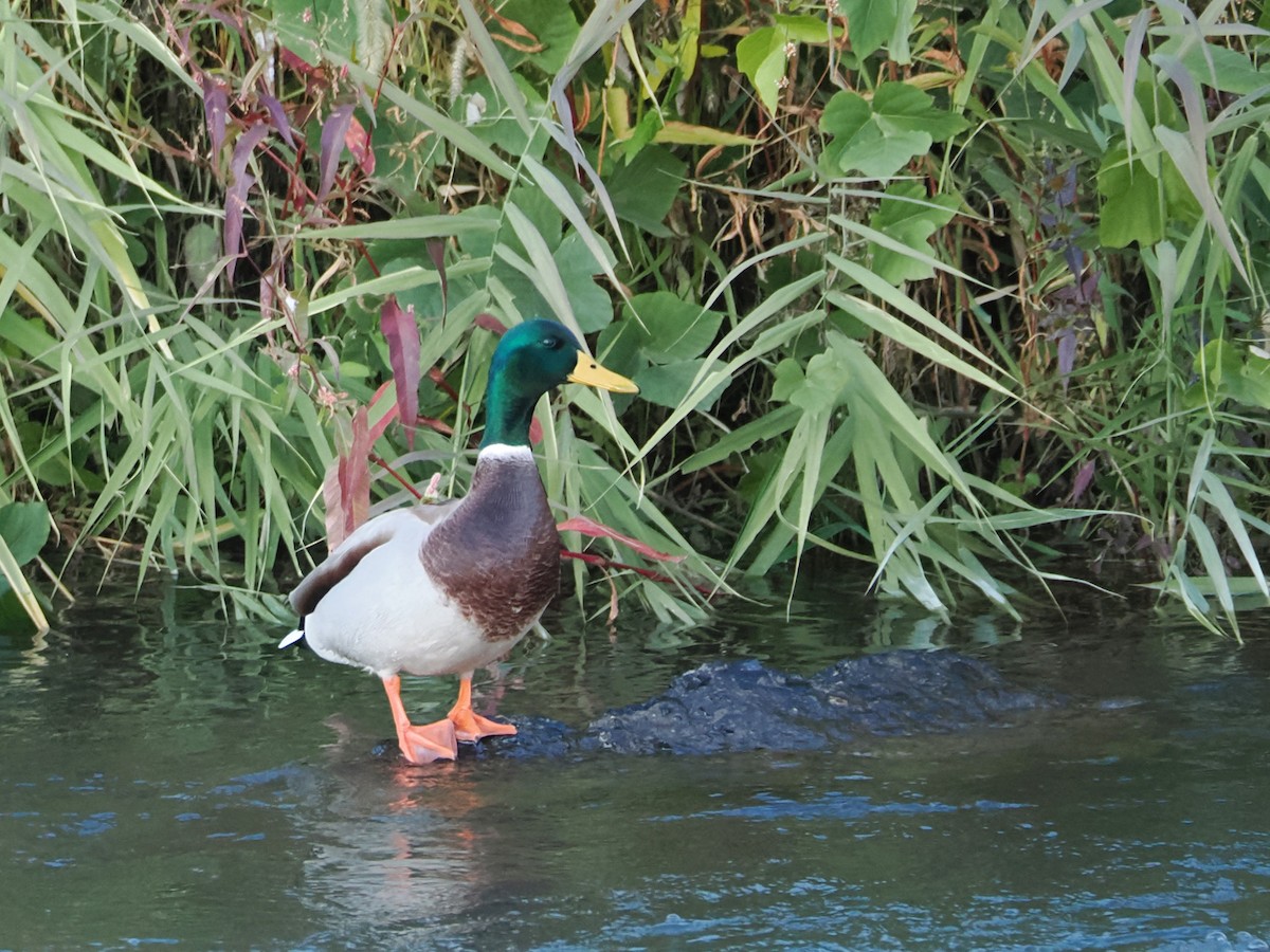 Mallard - ML610390443