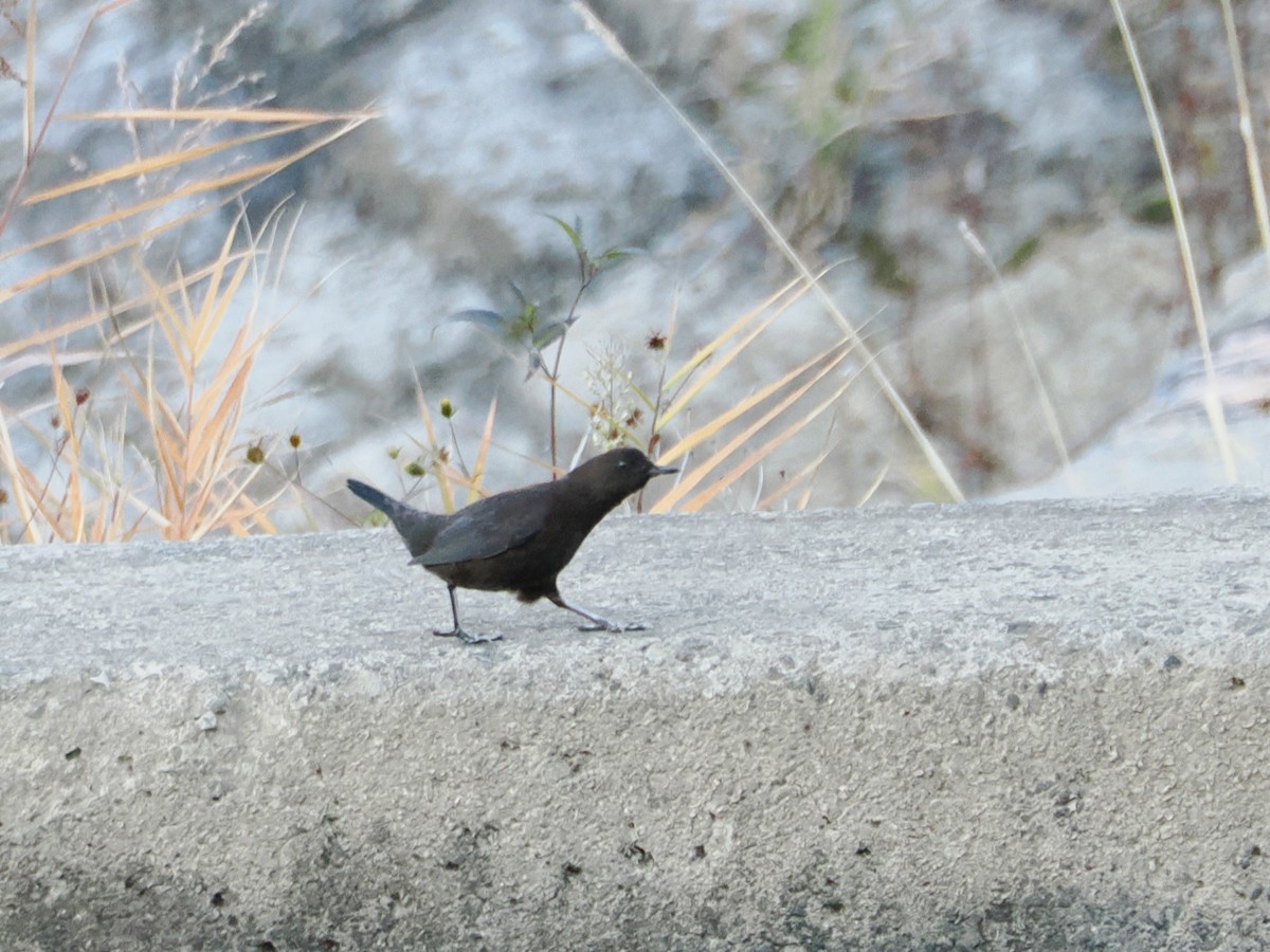 Brown Dipper - ML610390483