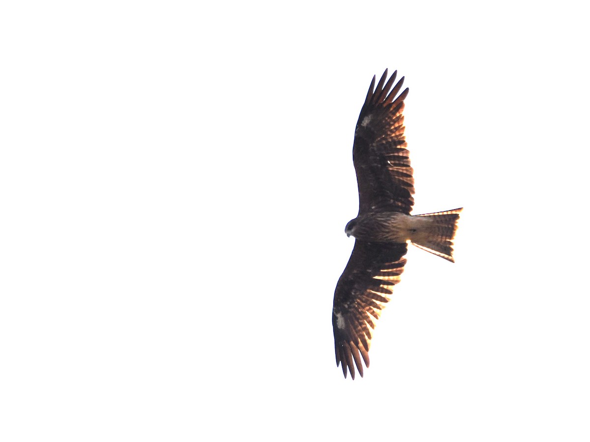 Black Kite - Evelyn Lee