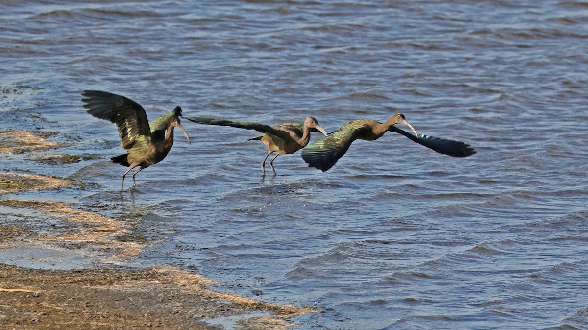 White-faced Ibis - ML610390510