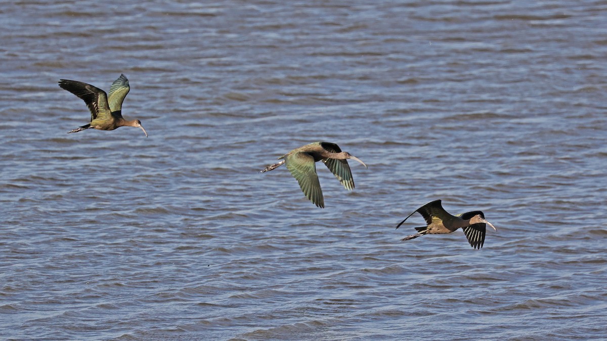 White-faced Ibis - ML610390511