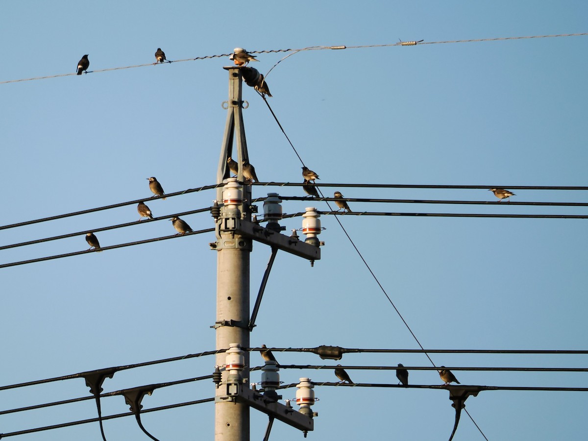 White-cheeked Starling - Evelyn Lee