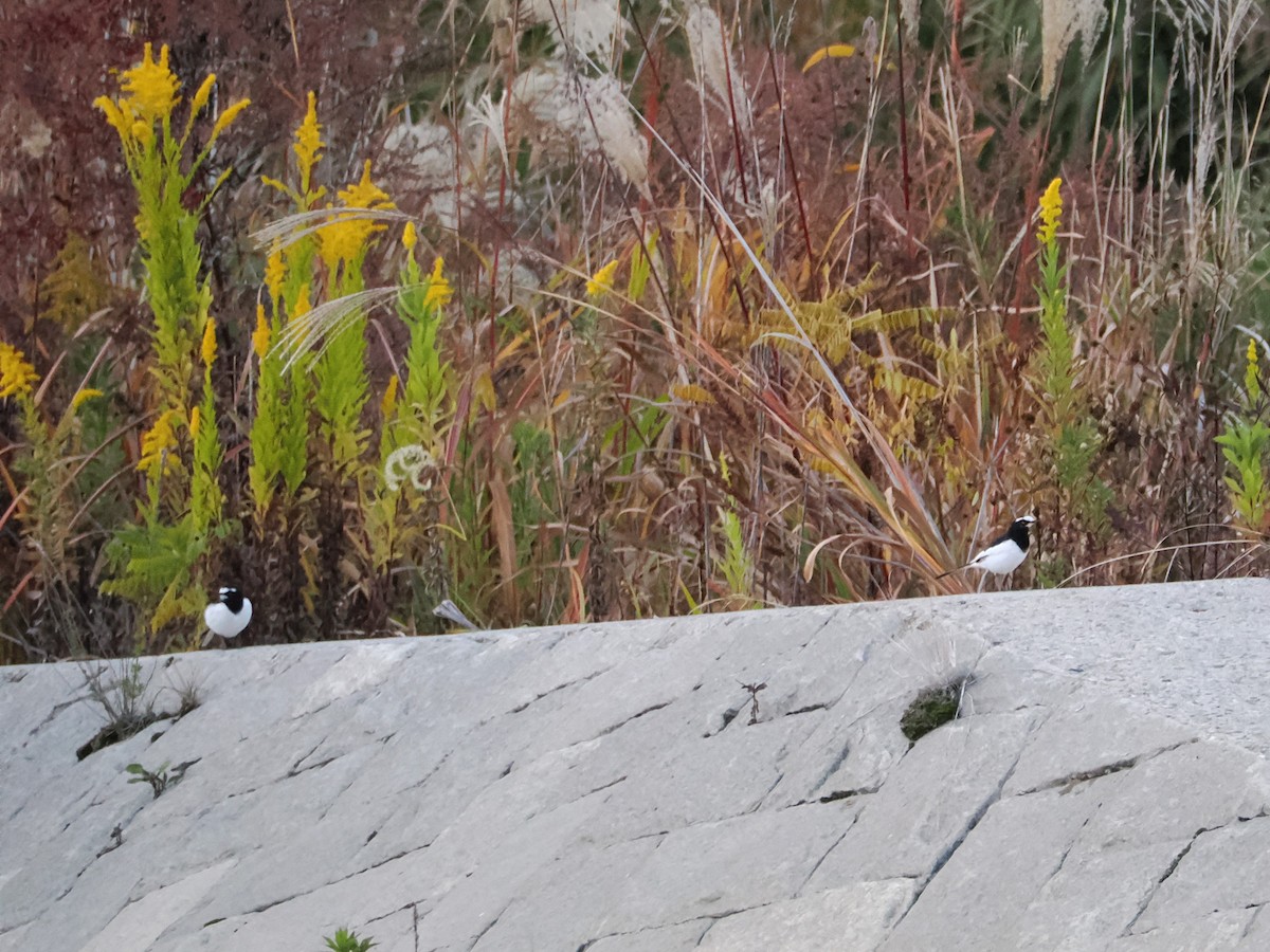 Japanese Wagtail - Evelyn Lee