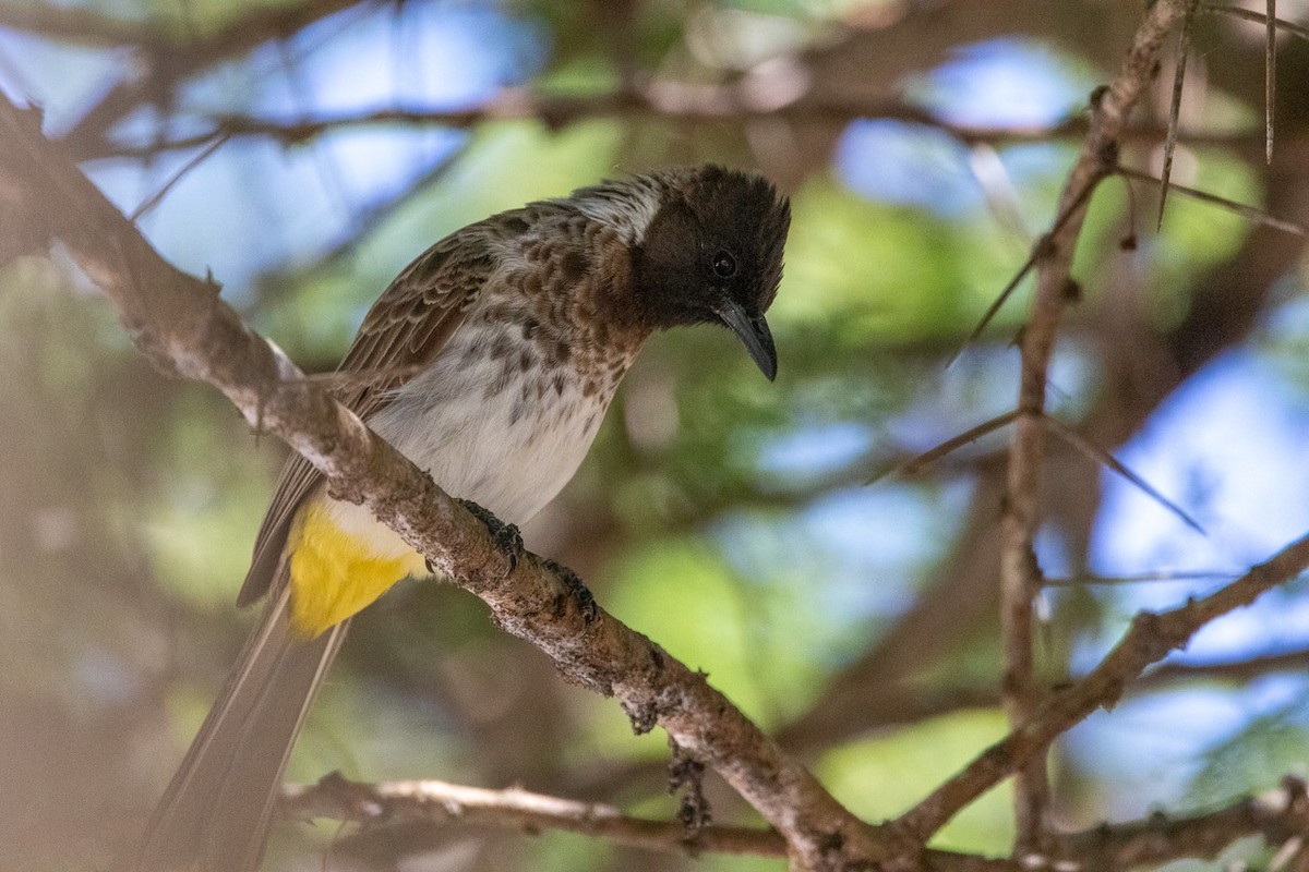 Common Bulbul (Dodson's) - ML610390552