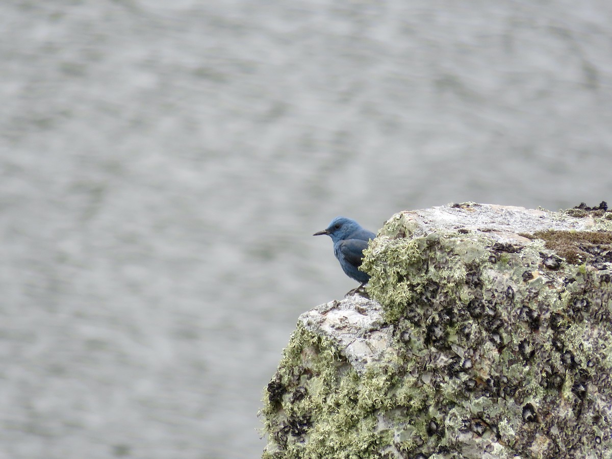 Blue Rock-Thrush - ML610390631