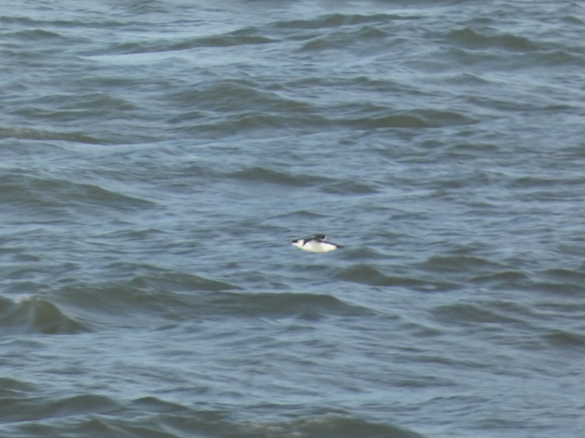 Razorbill - ML610390632