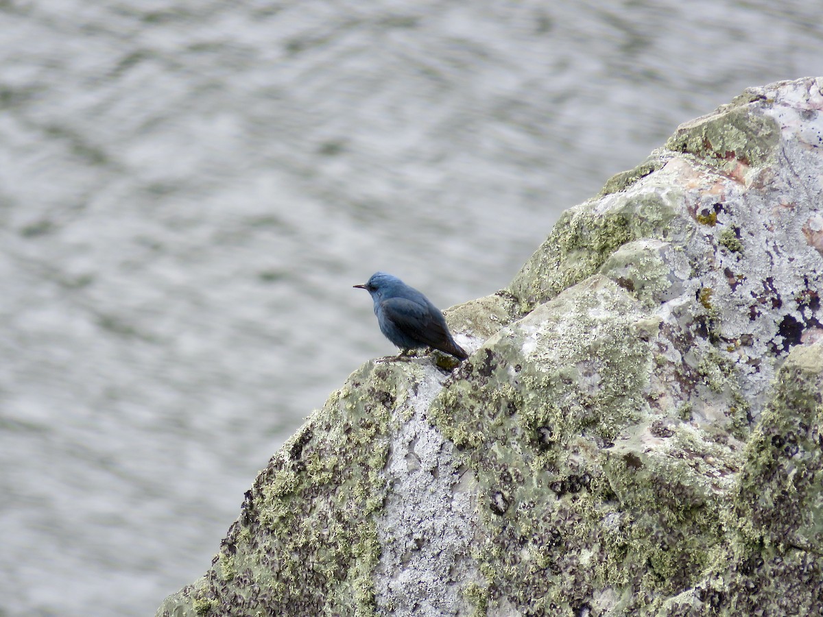 Blue Rock-Thrush - ML610390633