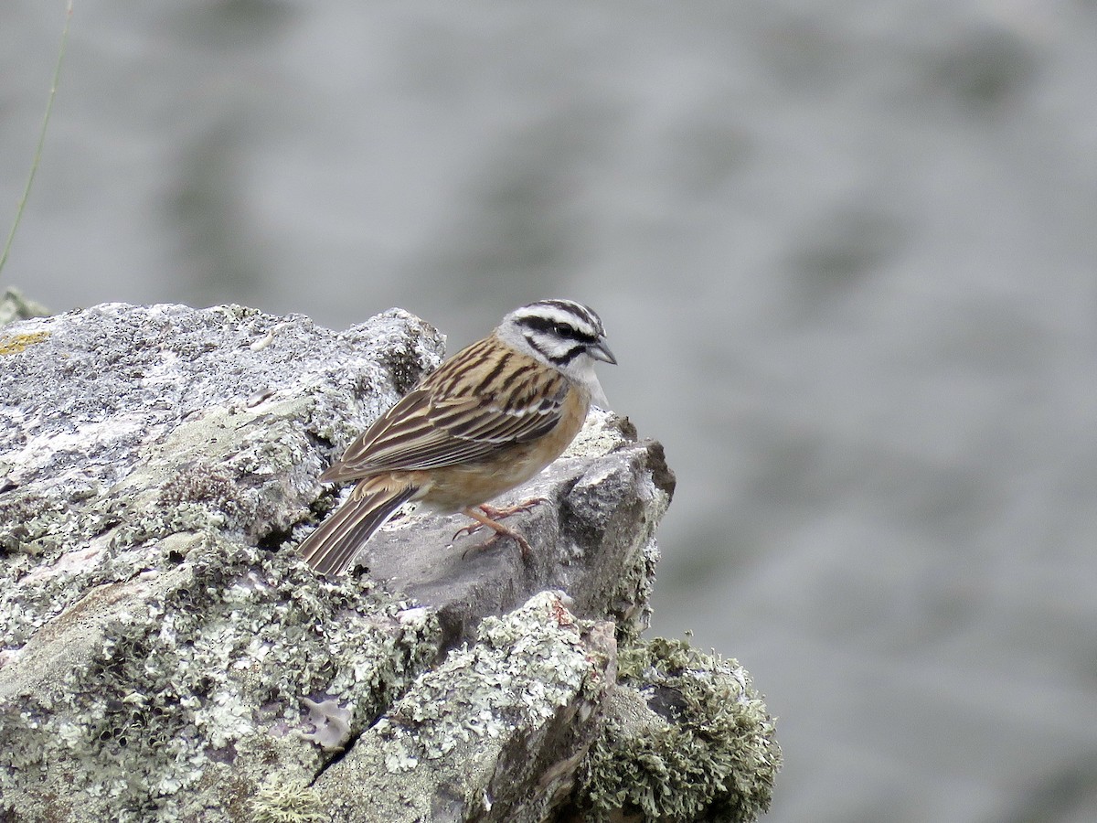 Rock Bunting - ML610390647