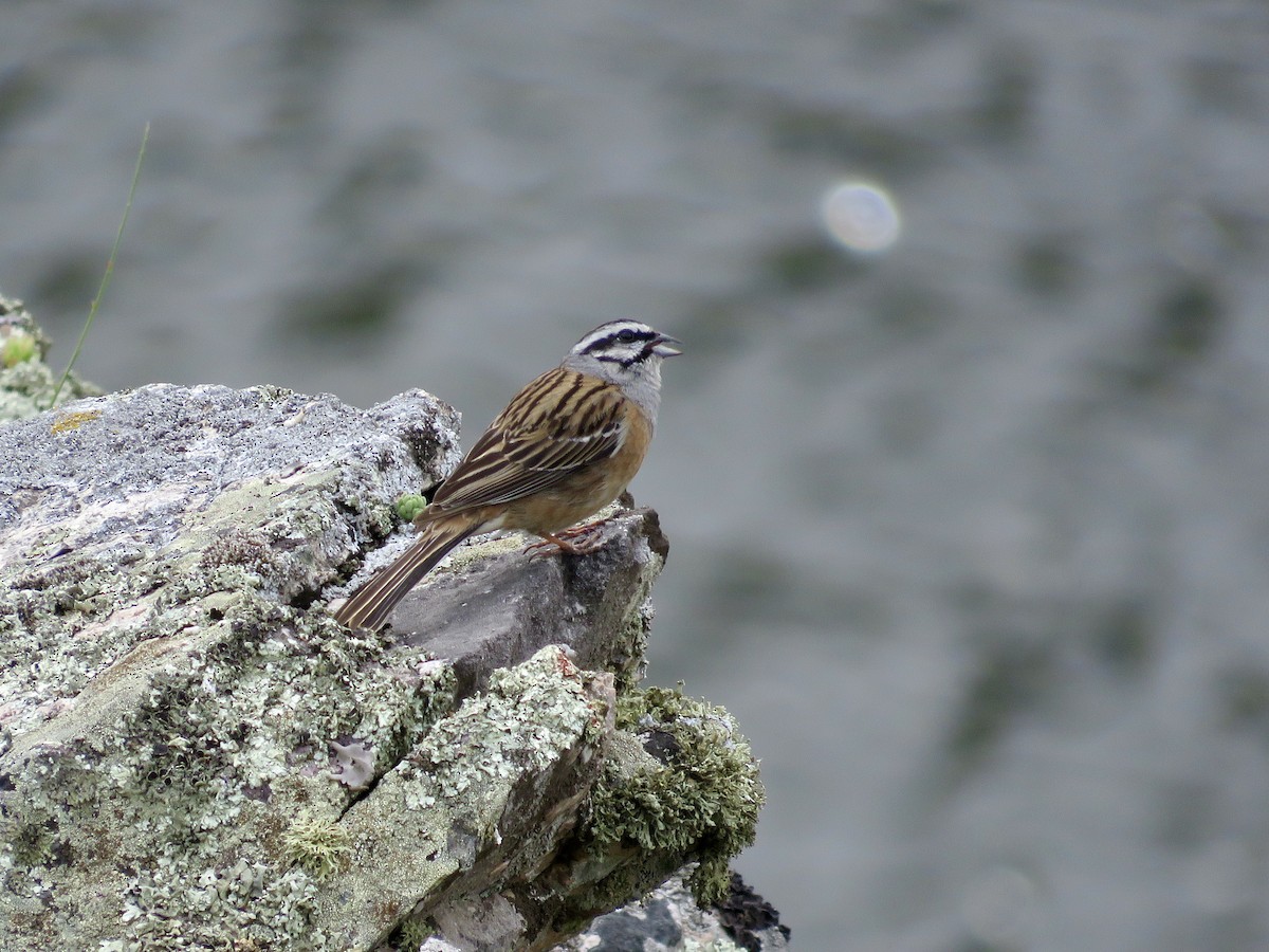 Rock Bunting - ML610390649