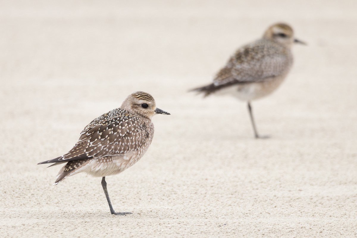 American Golden-Plover - ML610390664