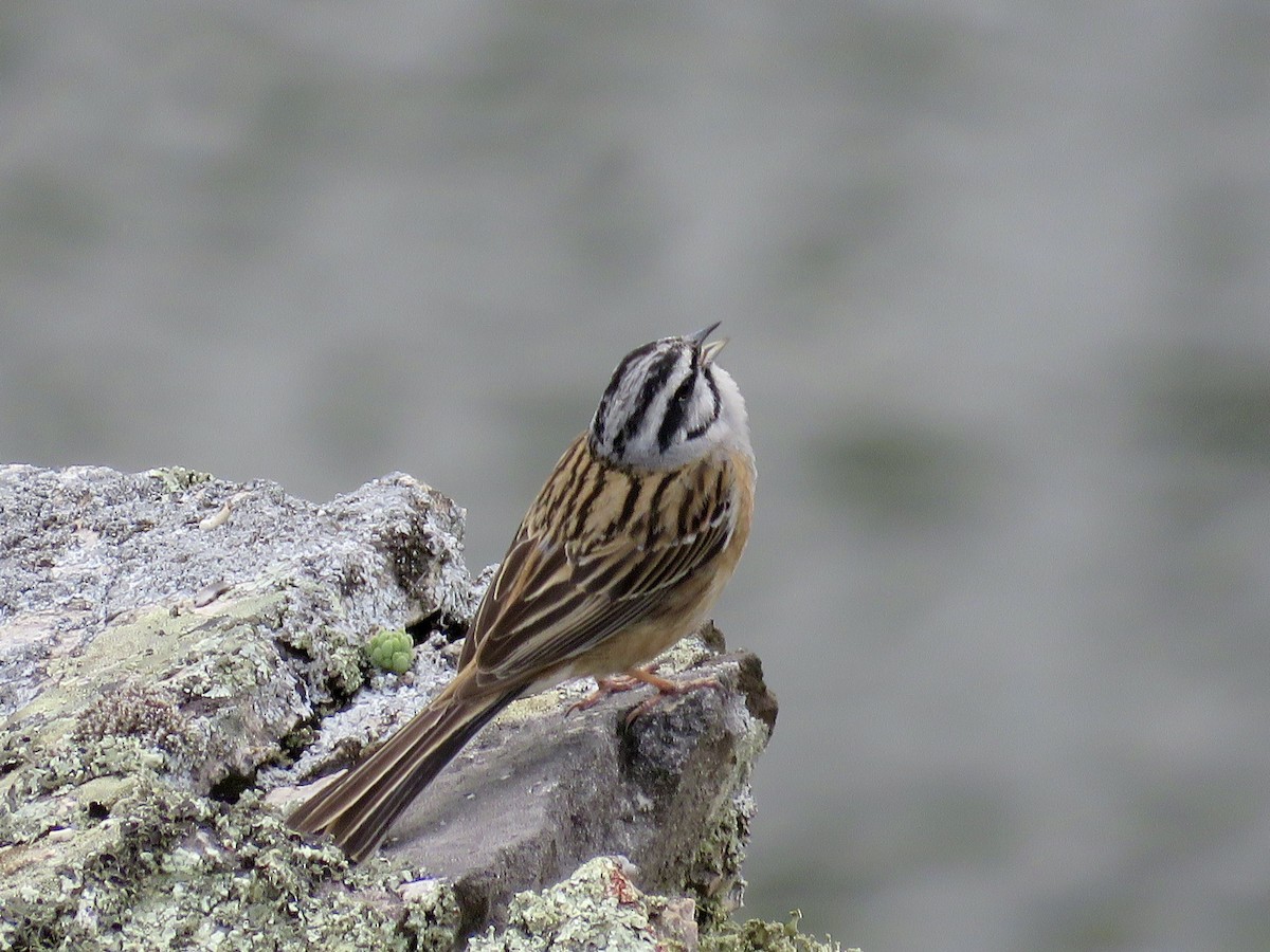 Rock Bunting - ML610390733