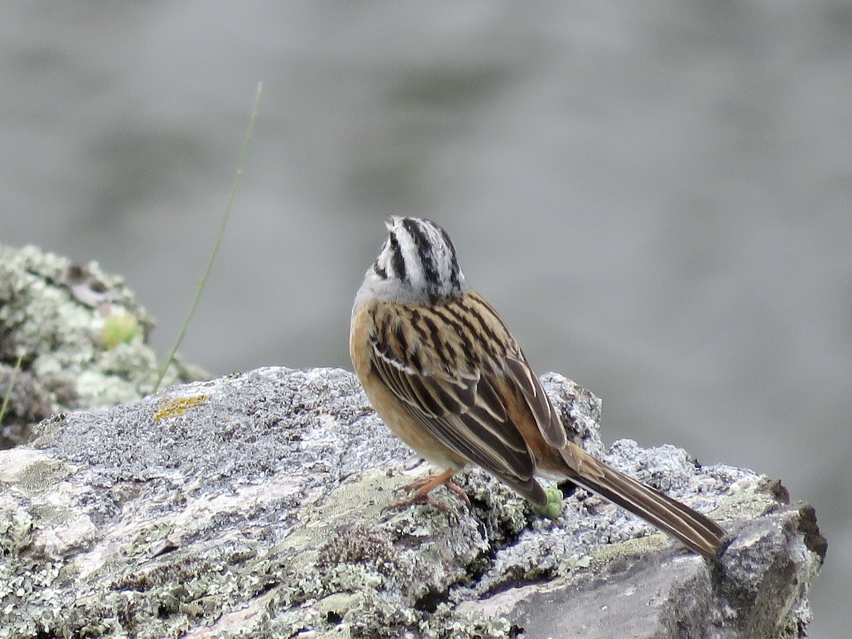 Rock Bunting - ML610390738