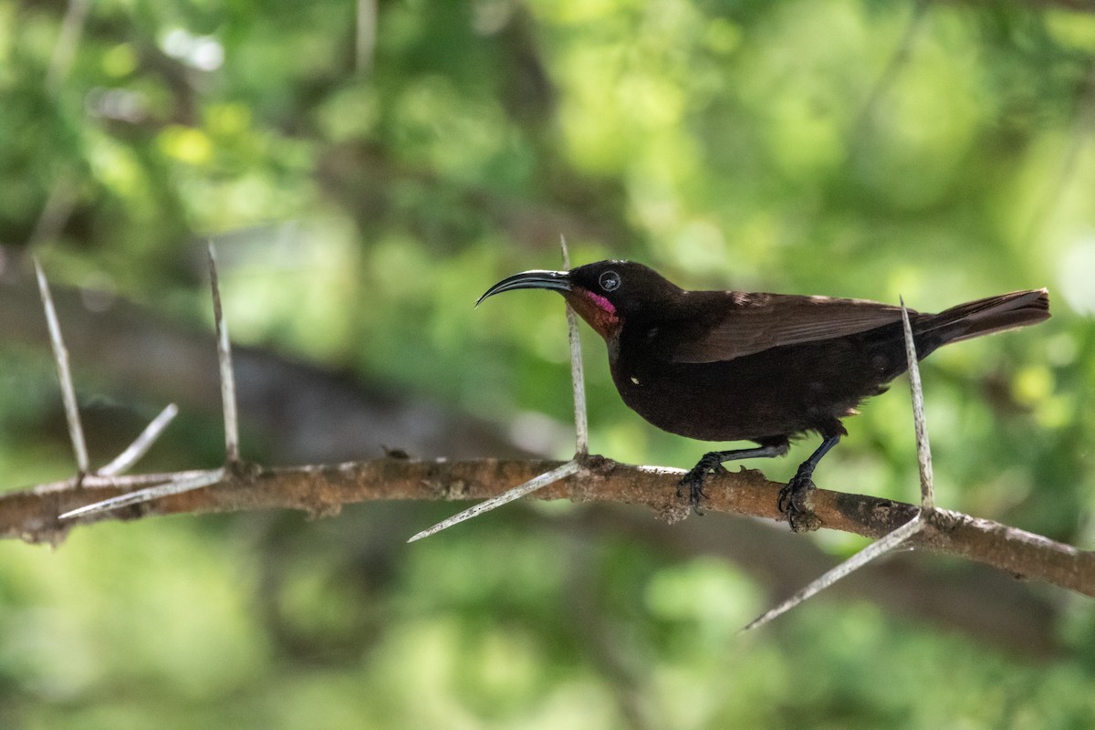 Amethyst Sunbird - Nathan Mixon