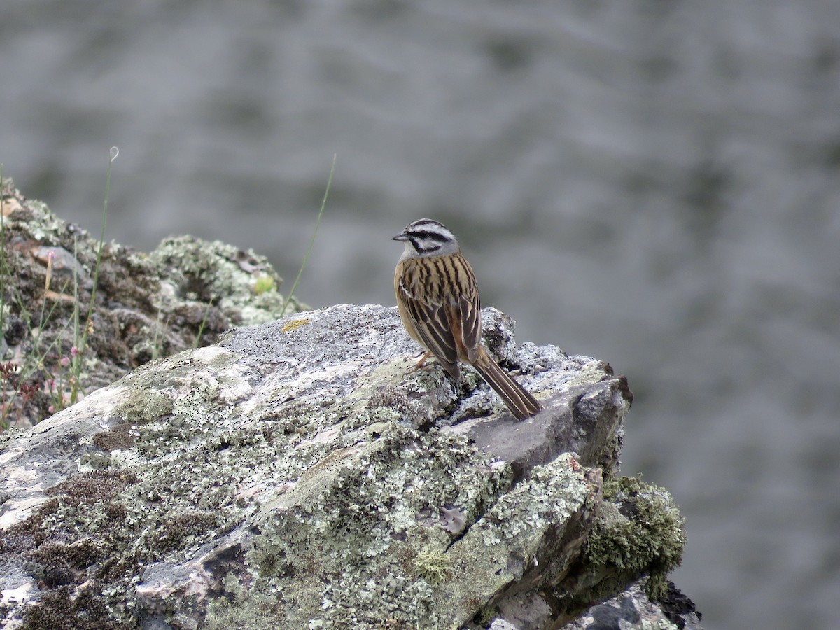 Rock Bunting - ML610390750